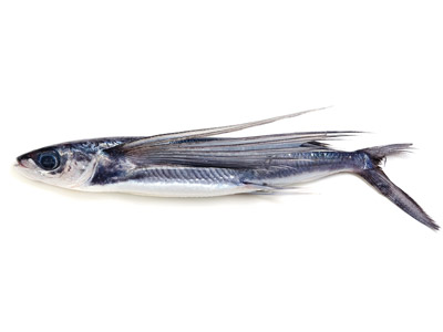 飛び魚（屋久島産）